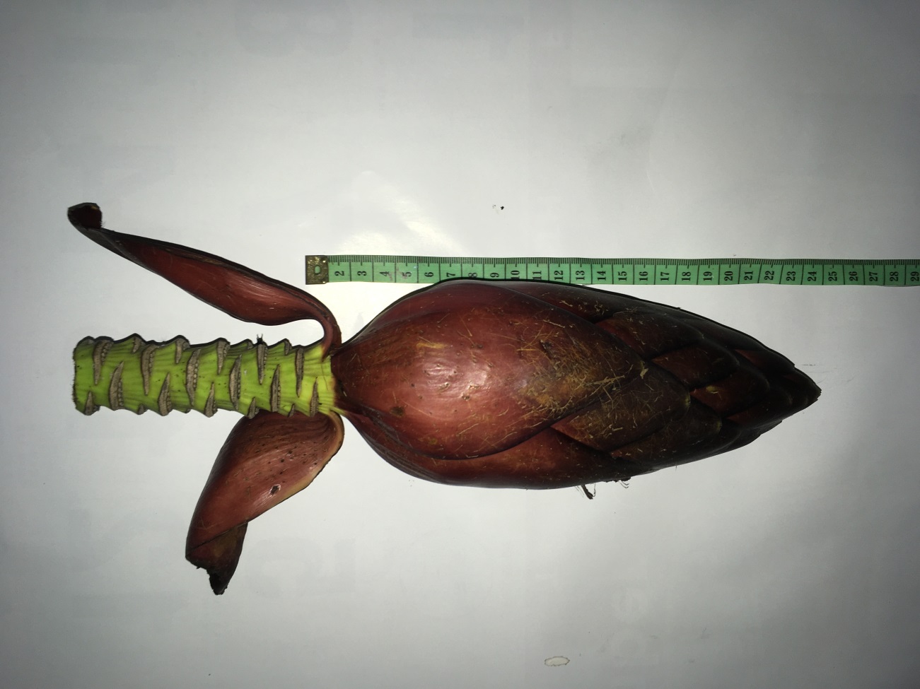 Female & Male Flowers1